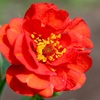 Image 4: Three Geum Mrs J. Bradshaw Plants 9cm Pot