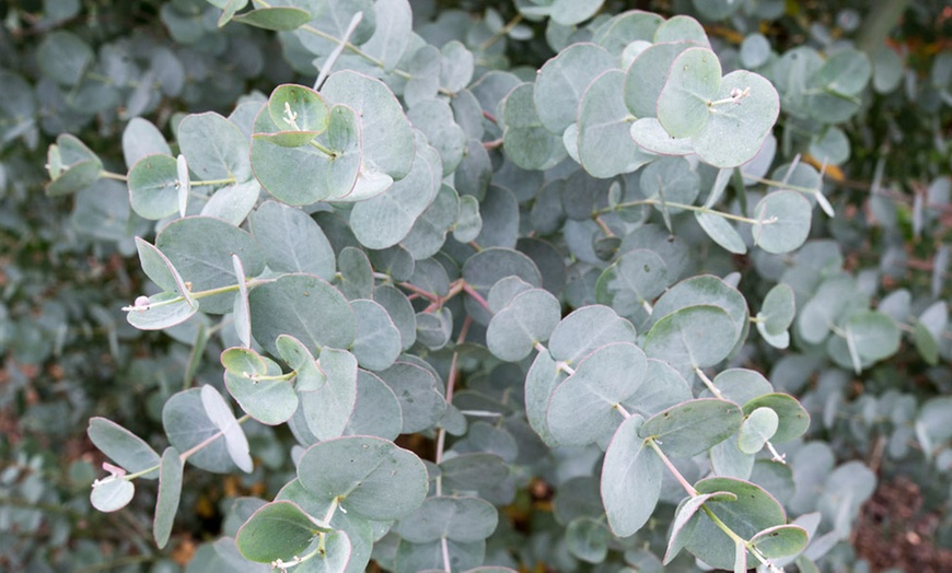 Image 6: Eucalyptus Gunnii 'Azura' 9cm Pot - One or Two Plants