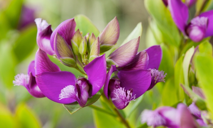 Image 4: 1 ou 2 plants de polygala myrtifolia