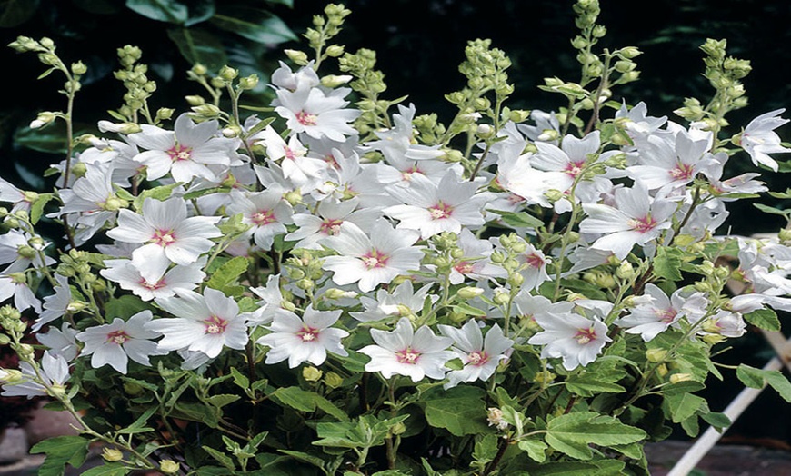 Image 4: Lavatera 'Barnsley Baby' with Optional Patio Pot and Compost