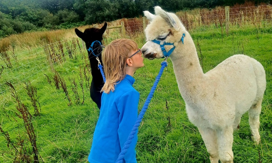 Image 8: Up to 51% Off on Llama Trekking Tour / Activity at Alpaca walkies