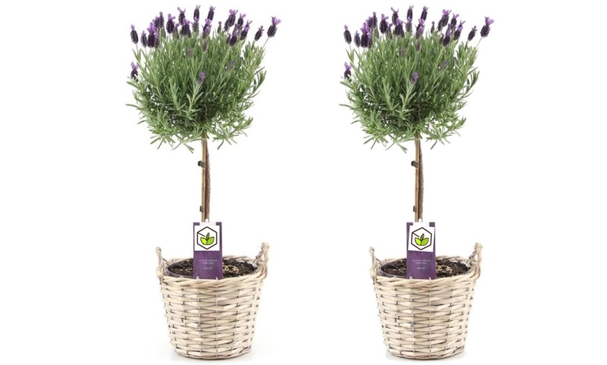 Image 5: Plantas de lavanda