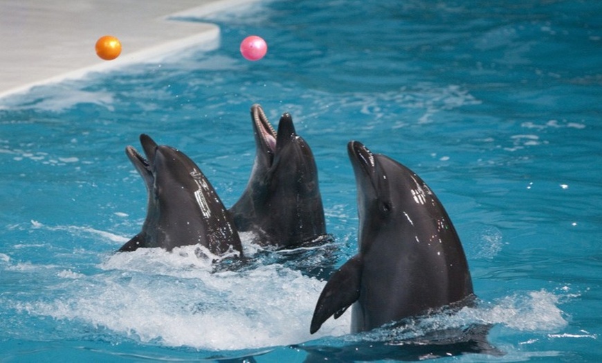 Image 3: Dolphin and Seal Show at Dolphinarium: Child (AED 50), Adult (AED 105)