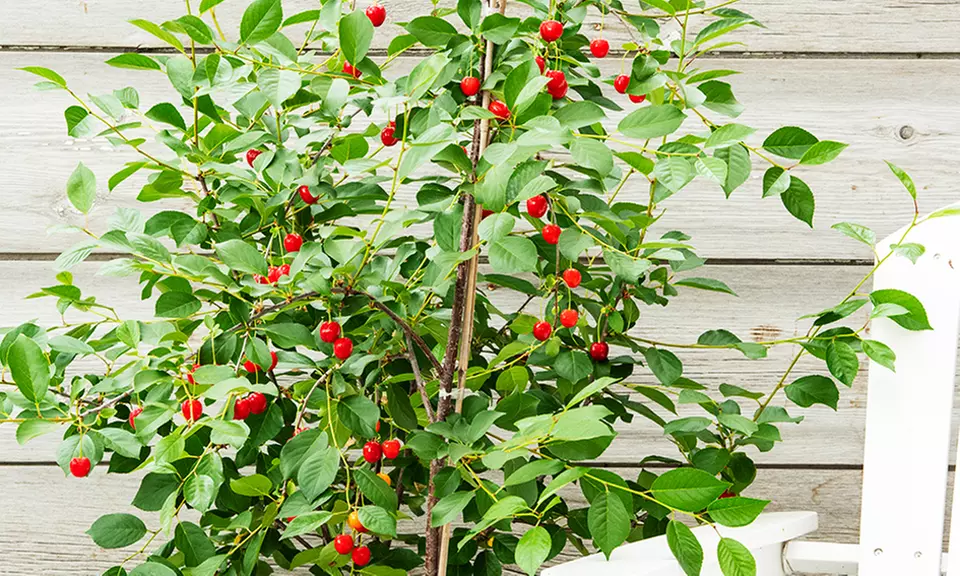 Pre-Order: Dwarf Cherry Wowza! (1 Plant) - Primary Image