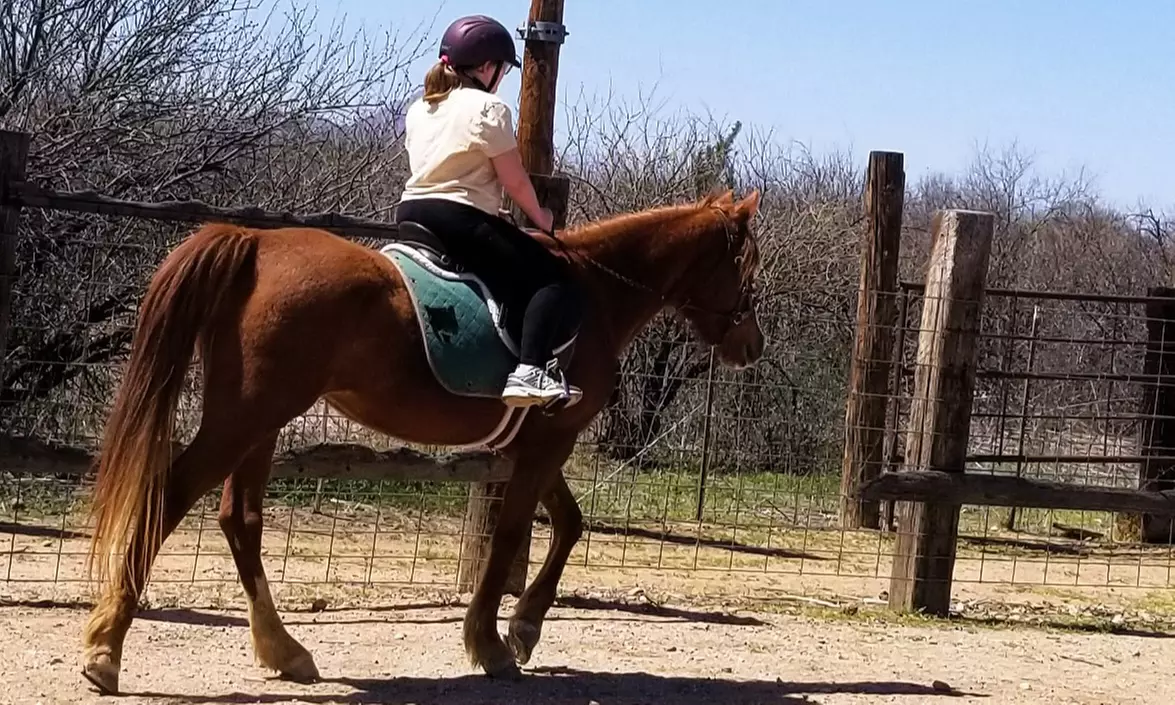 Ride on with One or Four Horseback Riding Lessons for One or Two