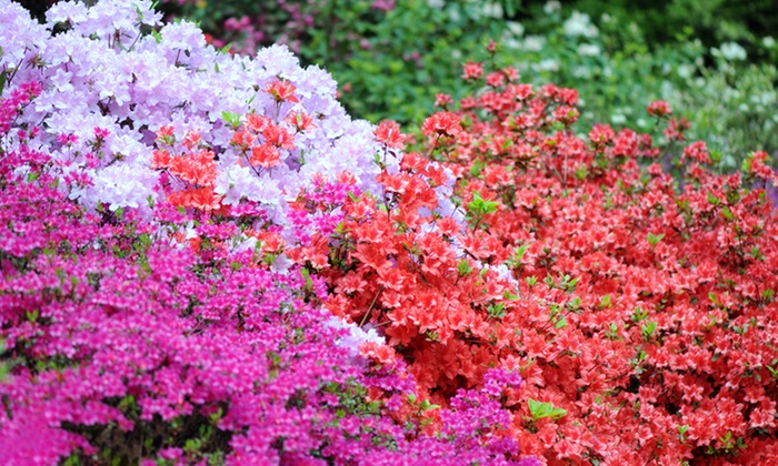 2, 4 or 6 Hardy Dwarf Azaleas | Groupon