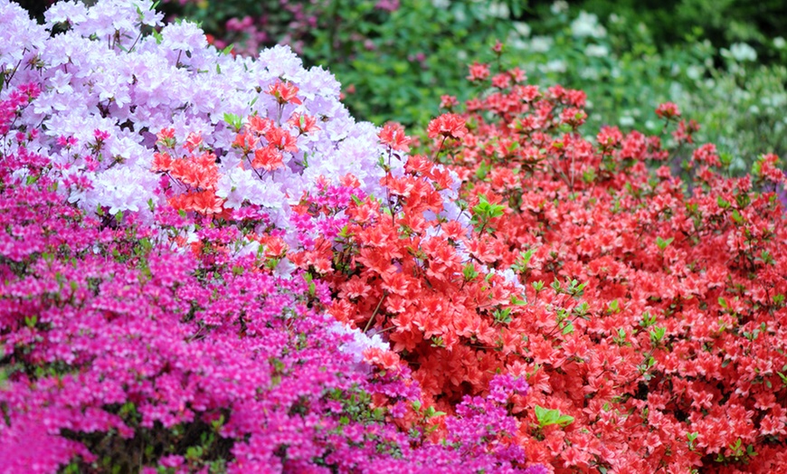 Image 1: Up to Four Hardy Dwarf Azalea Collection Plants