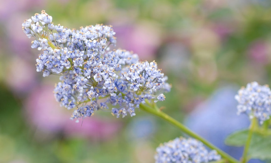 Image 5: Ceanothus Thyrsiflorus Repens Plant