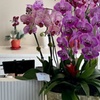 Image 9: 90 & 120 Minutes of Pure Bliss: Signature Head Spa +30-Minute Add-Ons