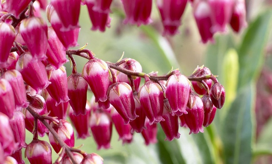 Image 6: 5-Plant Evergreen Pieris Plants