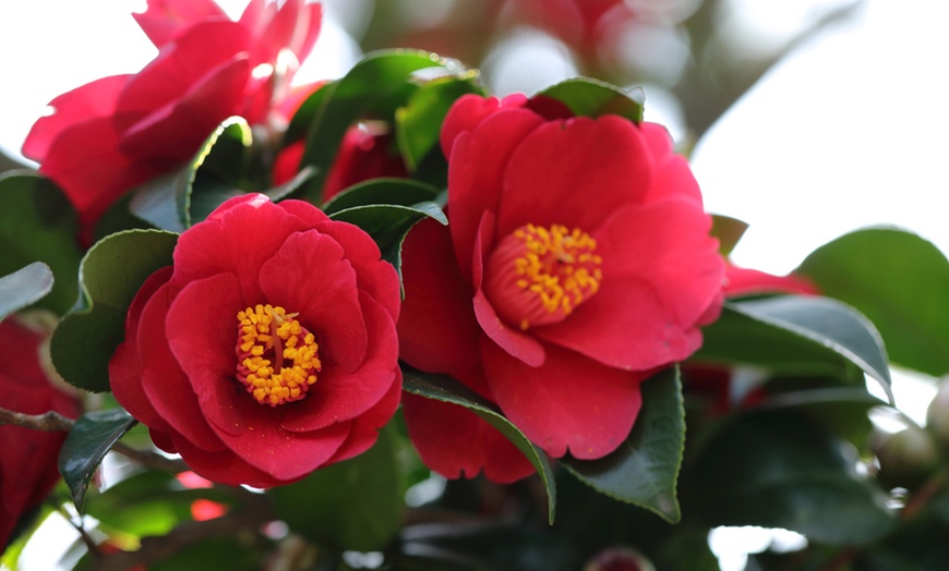 Image 9: One or Three Hardy Camellia Plants