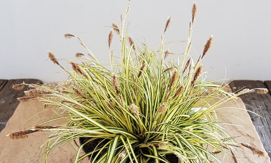 Image 2: Three-Litre Dwarf Sedge Grass