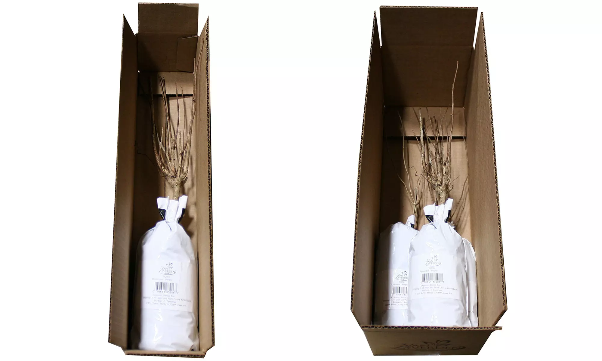 Hydrangea Flowering Shrubs Bare Root Plants (Set of 1 or 3) - Second Medium