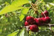 Dwarf Patio Fruit Tree Collection - 3 or 5 Potted Plants - Second Medium