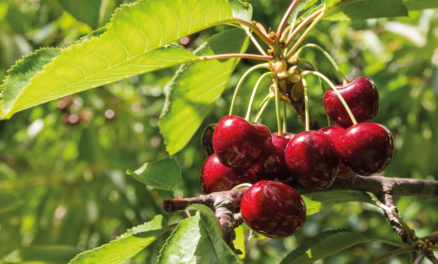 Image 6: Three or Five Dwarf Patio Fruit Tree Collection Potted Plants