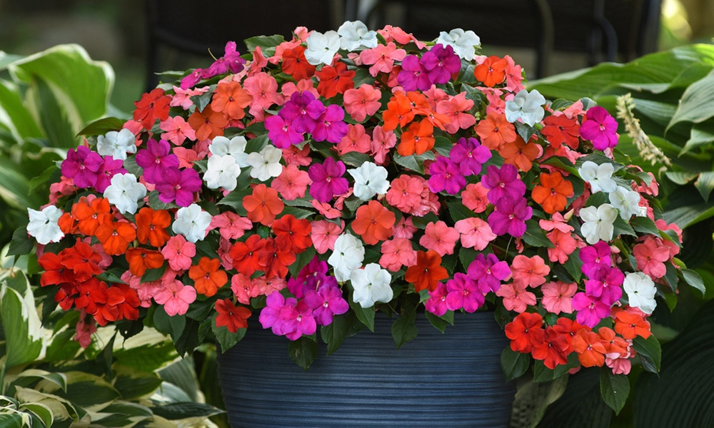 Busy Lizzie 'Beacon Mixed’ - 12, 30 or 60 Plants