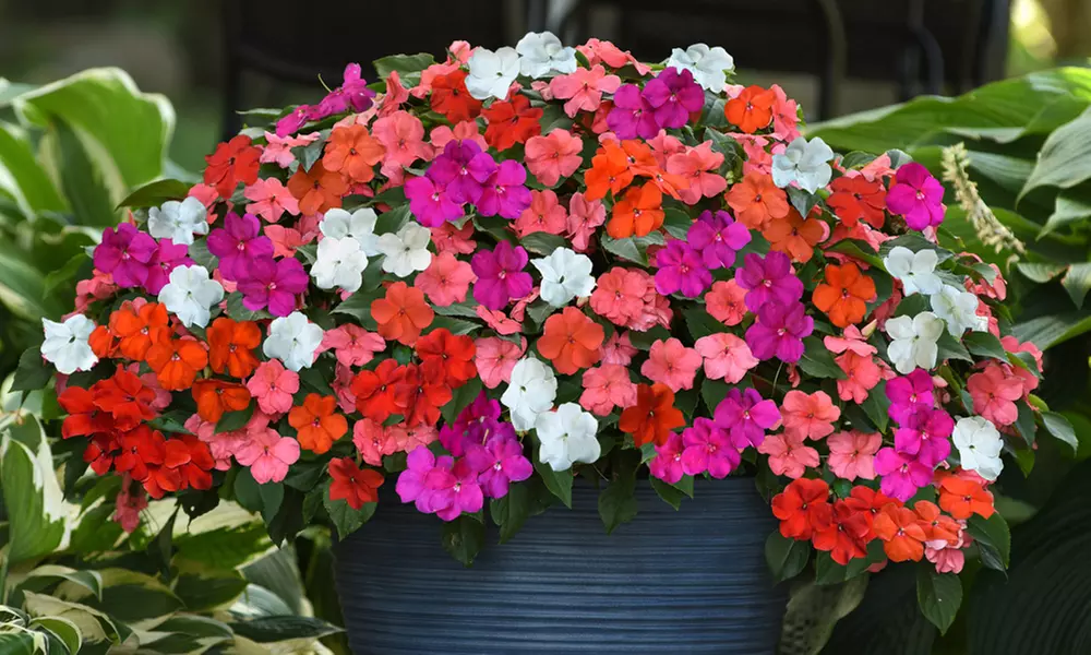 Busy Lizzie 'Beacon Mixed’ - 12, 30 or 60 Plants