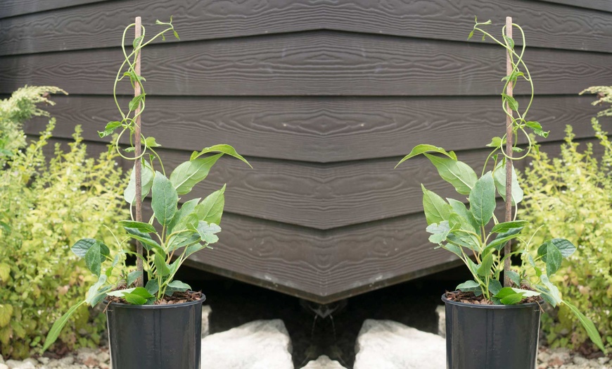 Image 4: Potted Kiwi Berry Plant