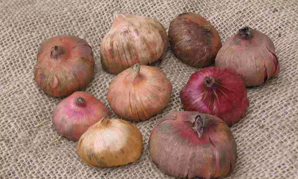 Mixed Summer Flowering Gladioli - 50 or 100 Bulbs