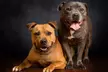 1-Hour Dog Photoshoot with Prints ($9), to Add Acrylic Block ($49) at Photographyroom (Up to $586 Value) - Image 5