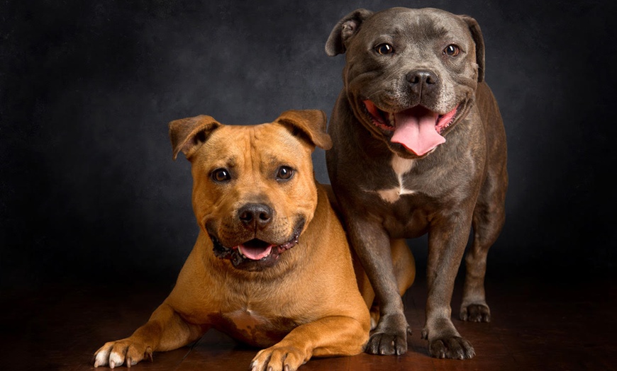 Image 5: 1-Hour Dog Photoshoot with Prints 