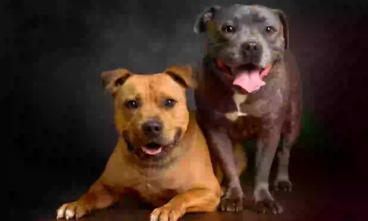 1-Hour Dog Photoshoot with Prints