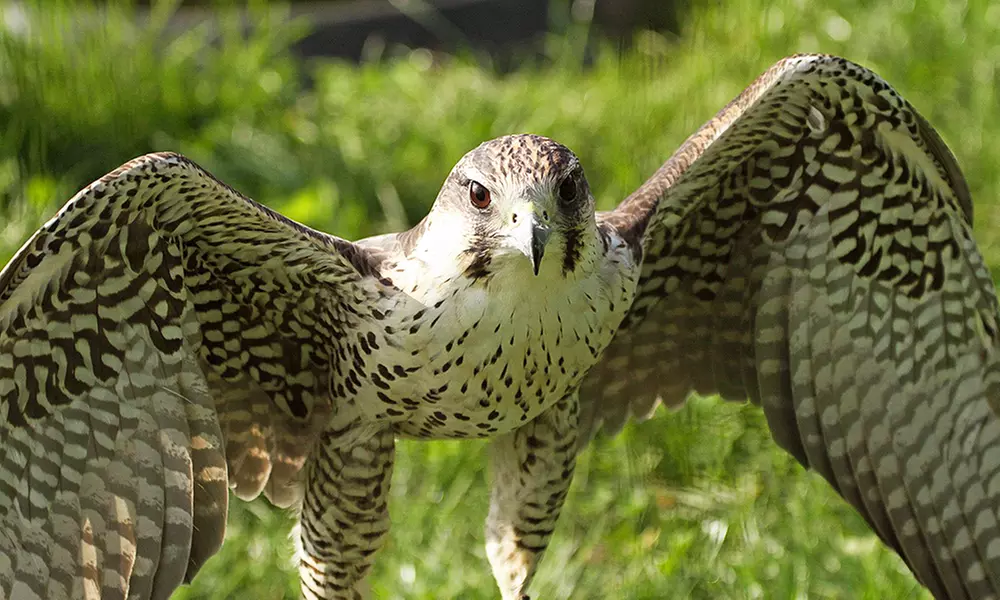 Discover Wildlife at Eagle Heights with Optional Afternoon Tea