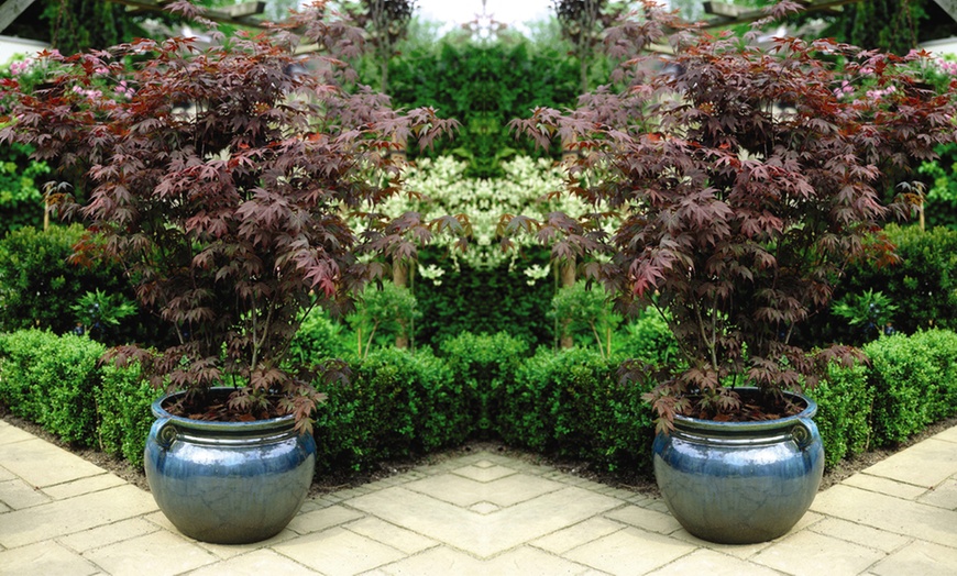 Image 4: Japanese Maple Acer Duo Collection with Optional Patio Pots