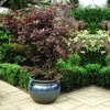Image 4: Japanese Maple Acer Duo Collection with Optional Patio Pots