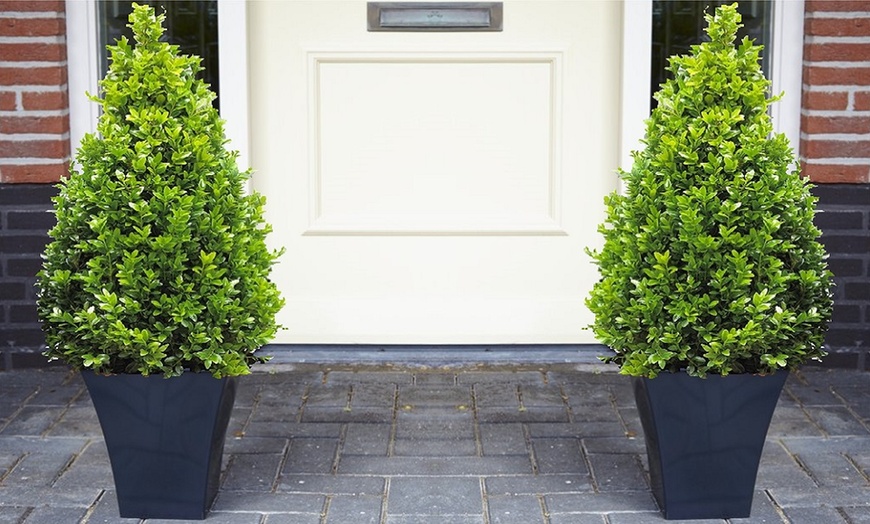 Image 2: Topiary Buxus Pyramids