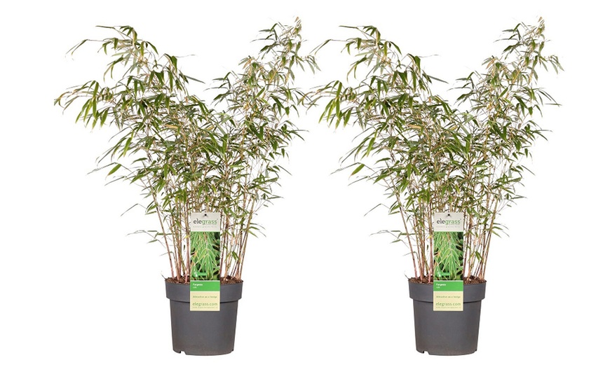 Image 9: Umbrella Bamboo 'Fargesia Rufa' - 1 or 2 Potted Plants + Patio Planter