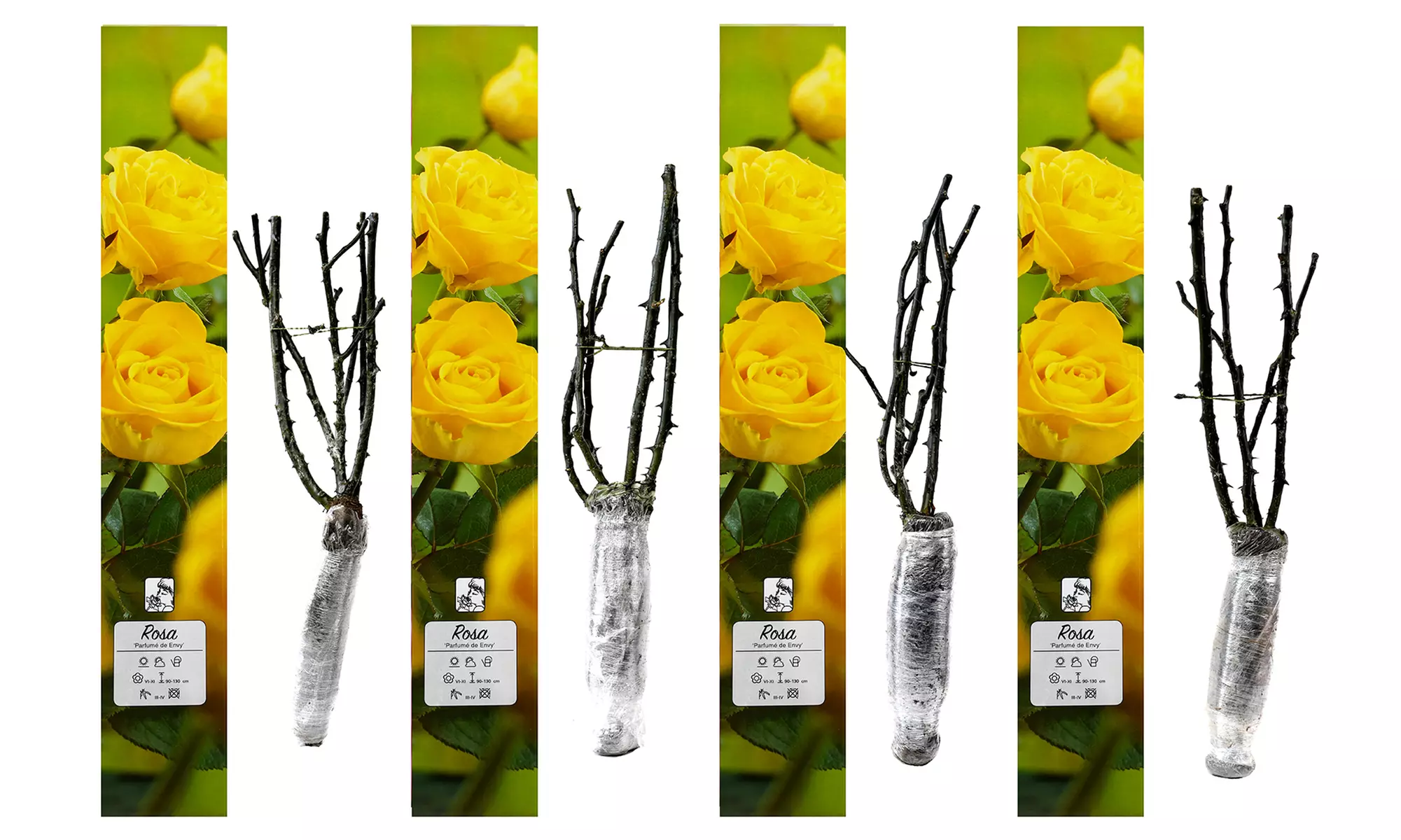 Ensembles de 4 roses de jardin parfumées à grandes fleurs