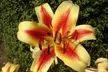 9, 18 or 27 Giant Tree Lily Bulbs - 3 Varieties - Second Medium