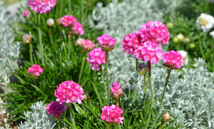 Image 5: Armeria Splendens Perennials