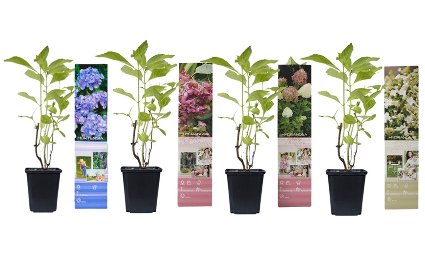 Image 8: Lot de 4 plantes Hydrangea