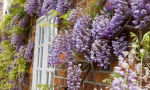 One, Two or Three Wisteria 9cm Plants