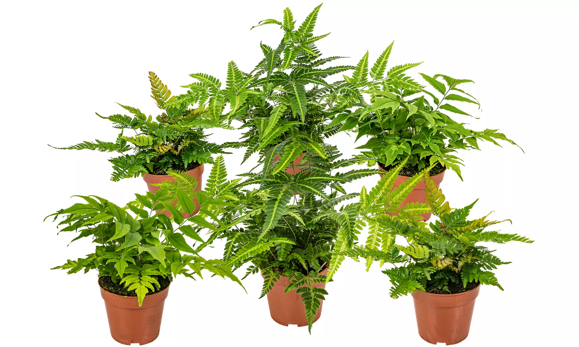 Set de 3 o 6 helechos diferentes