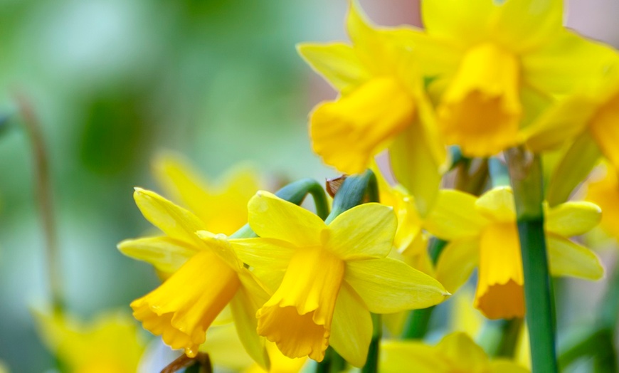 Image 5: Up to 100 Bulbs of Miniature Yellow Daffodils 