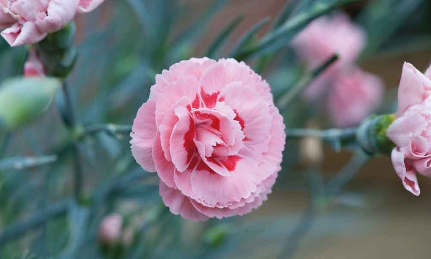 Image 2: Dianthus Cottage Garden Collection