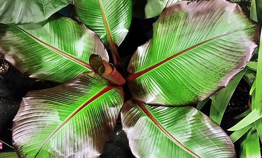 Image 5: Plante bananier rouge Maurelii