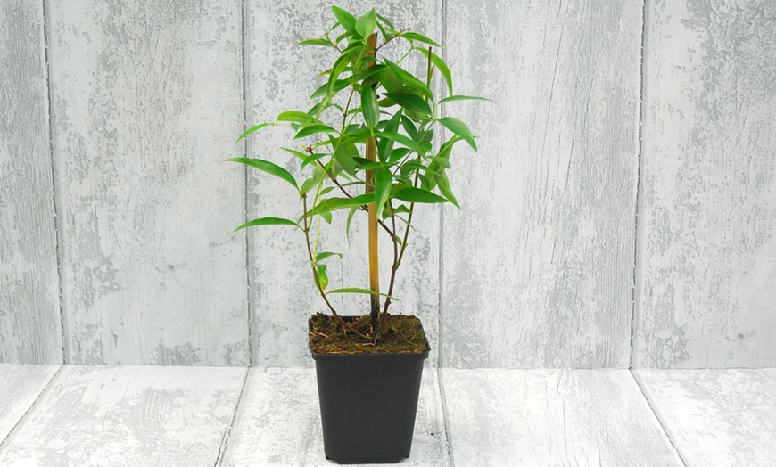 Image 2: Jasmine Trio Collection - 1 or 3 Potted Plants