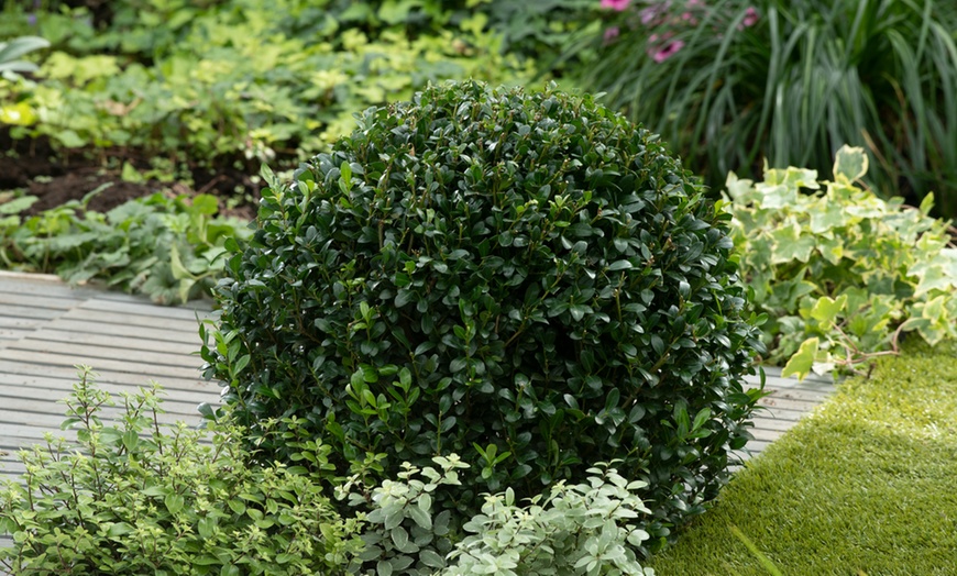 Image 5: 1 of 2 Ilex Crenata Jenny planten van Rootz