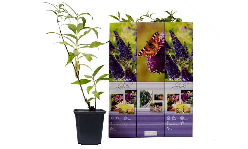 Image 7: Lot de 3 ou 6 arbres à papillons Buddleia