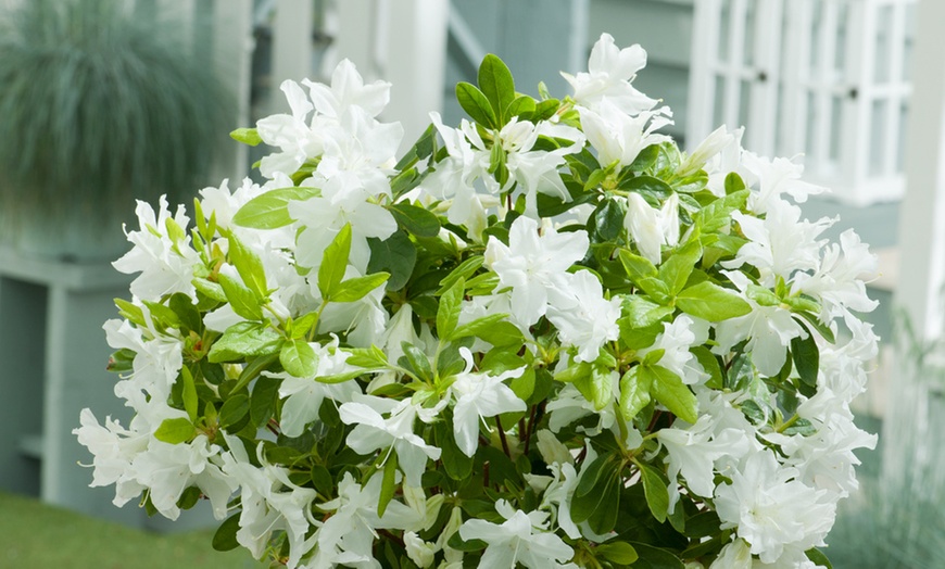 Image 4: Azaleas 