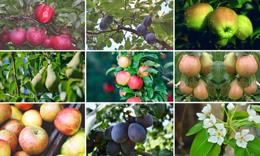 Image 1: Patio Fruit Trees - Apple, Cherry, Pear, or Plum - Potted Plants