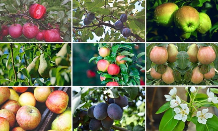 Patio Fruit Trees - Apple, Cherry, Pear, or Plum - Potted Plants