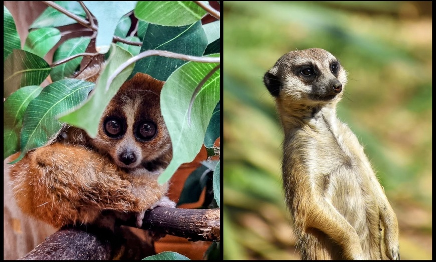 Image 3: Entry to Hemsley Conservation Centre + Capybara or Sloth Adoption Pack