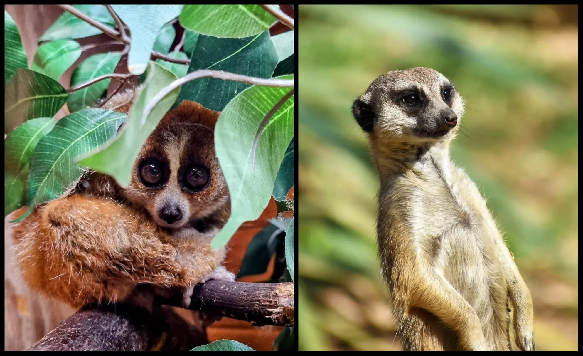 Entry to Hemsley Conservation Centre + Capybara or Sloth Adoption Pack