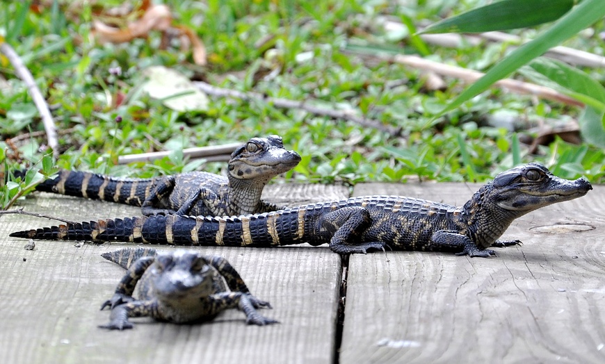 Everglades Airboat Tour - Everglades Safari Park | Groupon