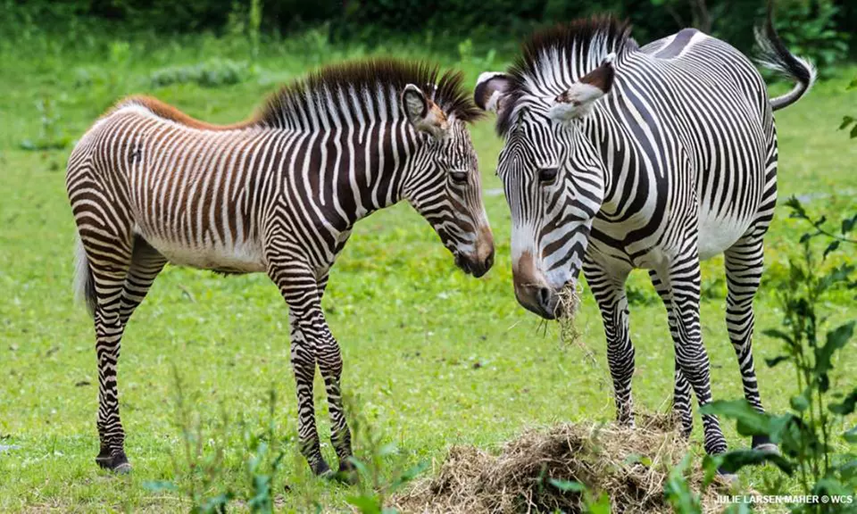 Admission for One Child or Adult to Bronx Zoo